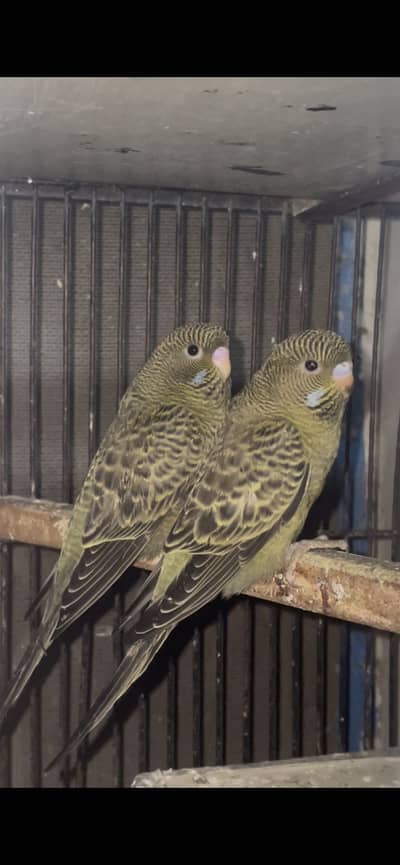 black face budgies BF pair