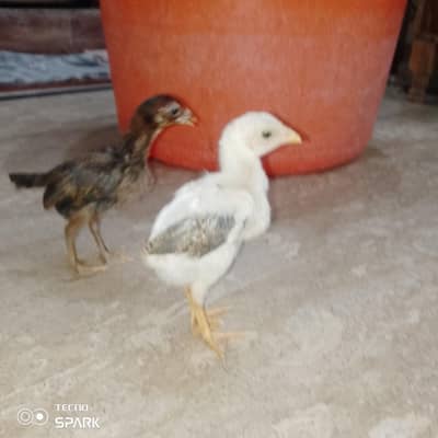 aseel chicks he was very cute  aik 1000 ka 2 1900 ka