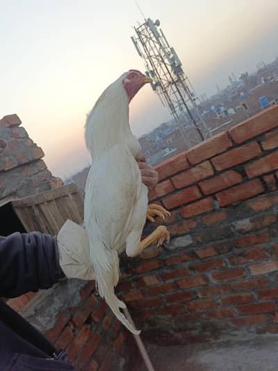 mianwali heera aseel murga for sale