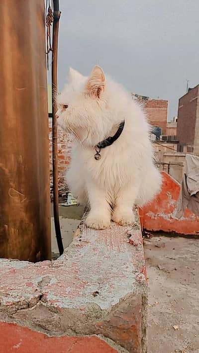 persian female cat available