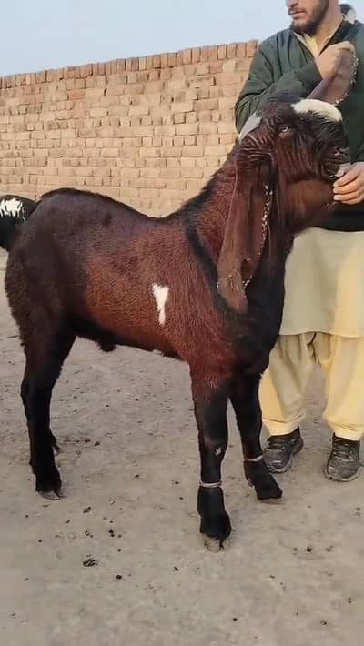 Goats Desi Bakra for sale