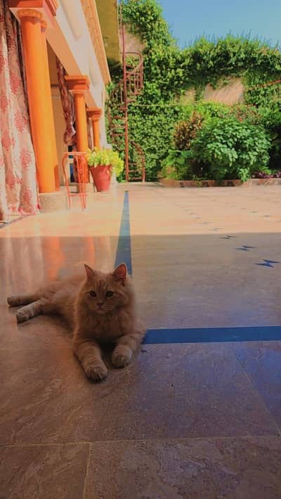 Persian cat triple coated