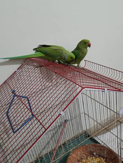 Green ringneck