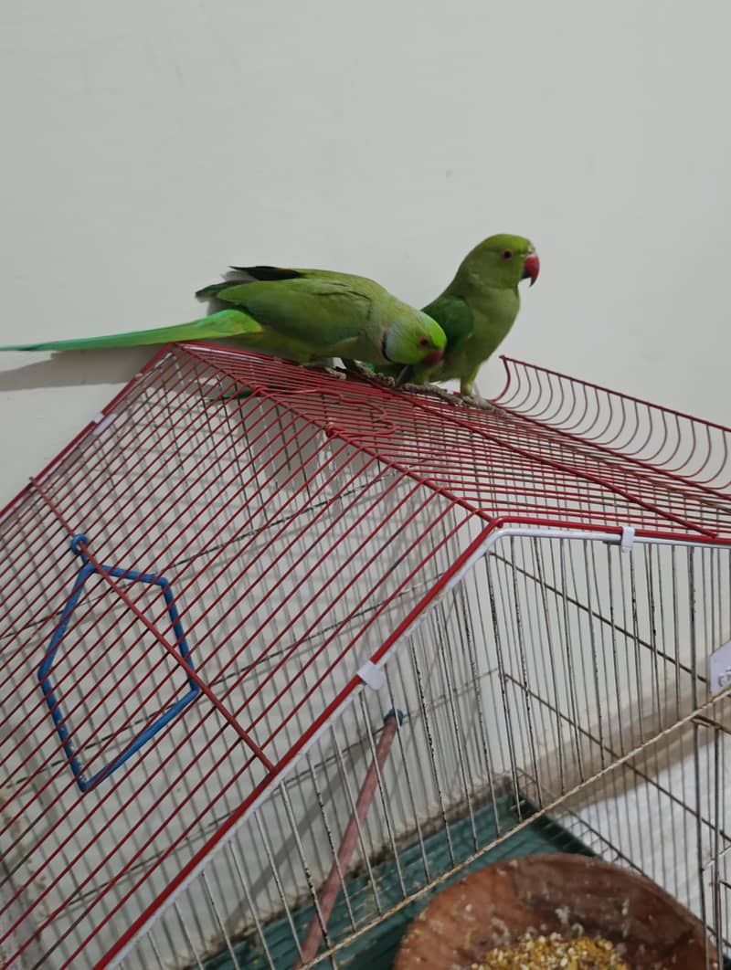 Green ringneck 0