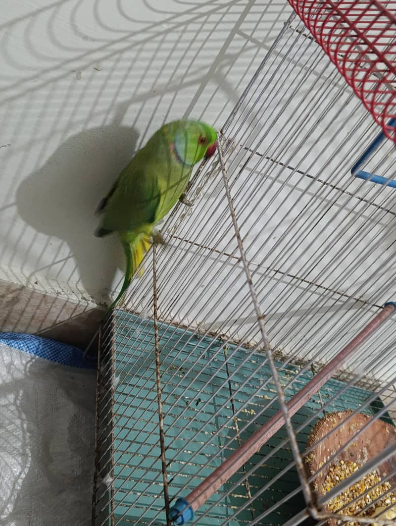 Green ringneck 2
