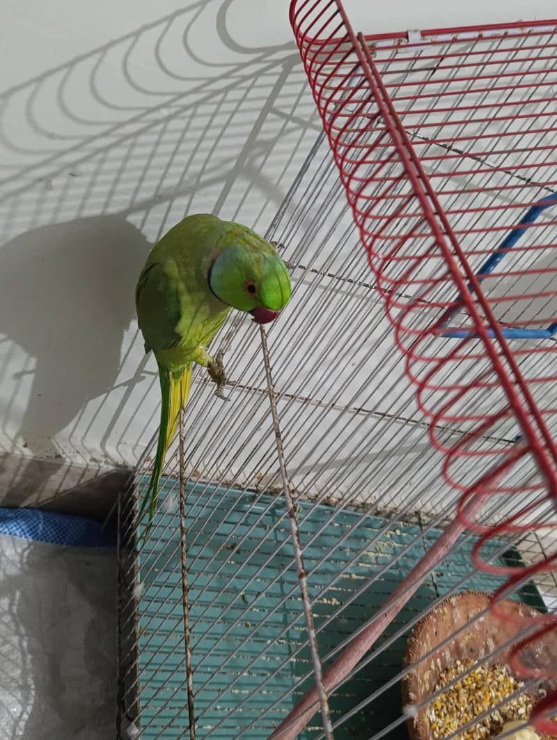 Green ringneck 4