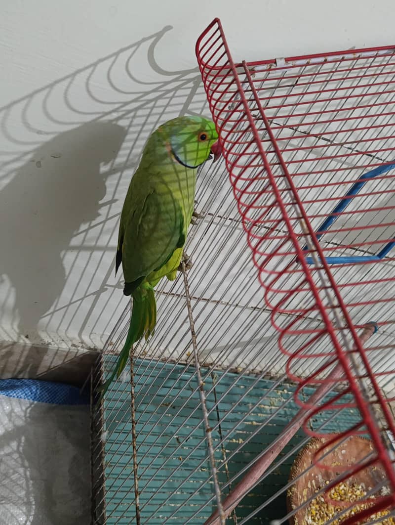Green ringneck 5