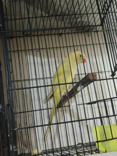 WhatsApp number 03161590974