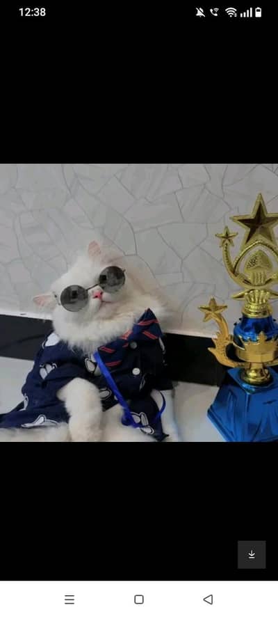 Persian cat doll face white