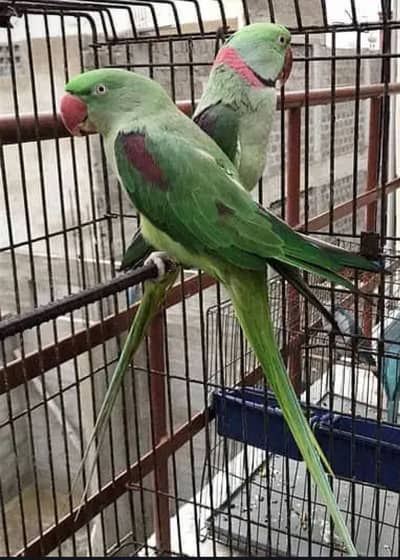 Alexandrine parrot Pair Healthy And Active