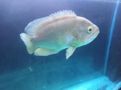 albino Oscar 10 plus