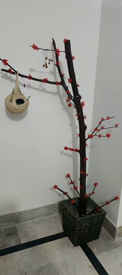 Red cherry tree