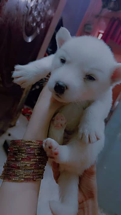 active and helty pupy