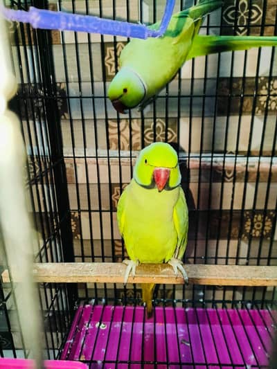 talking parrots sale