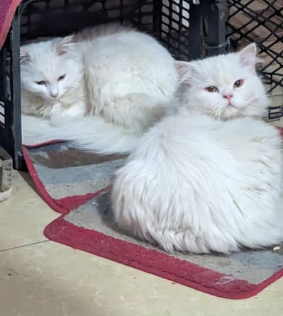paid of two persian cat for sale