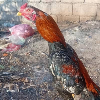 Pure Aseel. rate ma kami ho jy ge