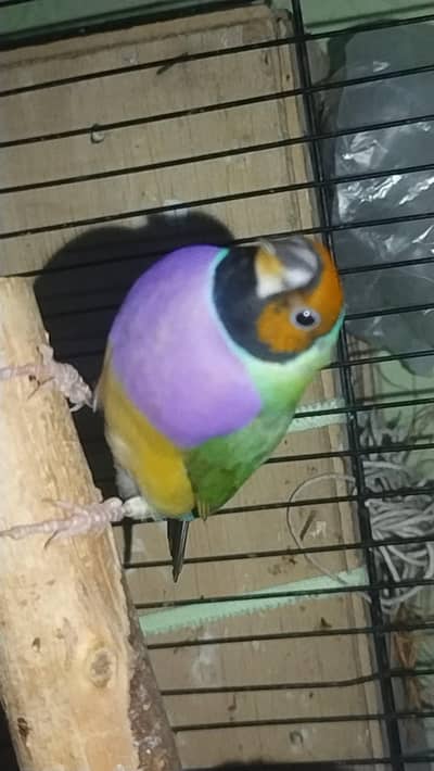 gouldiun finch 2 mall ha