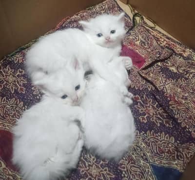 Persian kitten