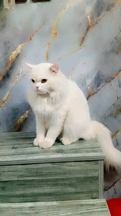 Breed male triple coated fully vacinated.