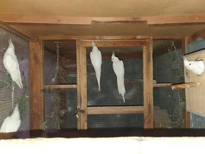 3 pairs eno Cocktai Red eyes l and 3 Adult piece