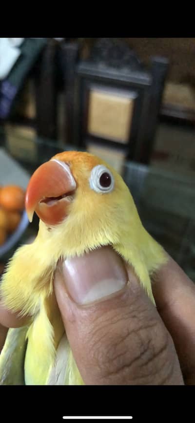 Lovebird / Mutation bird lovebird / palefallow and split palefallow /