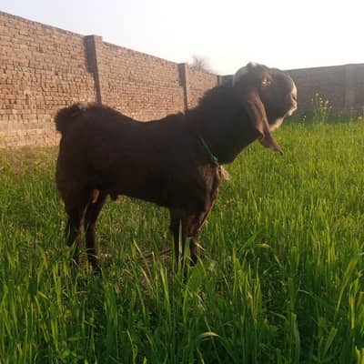 2 qurbani walay bakray