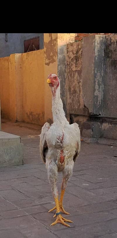 king size o shamo paper white 4 month pair