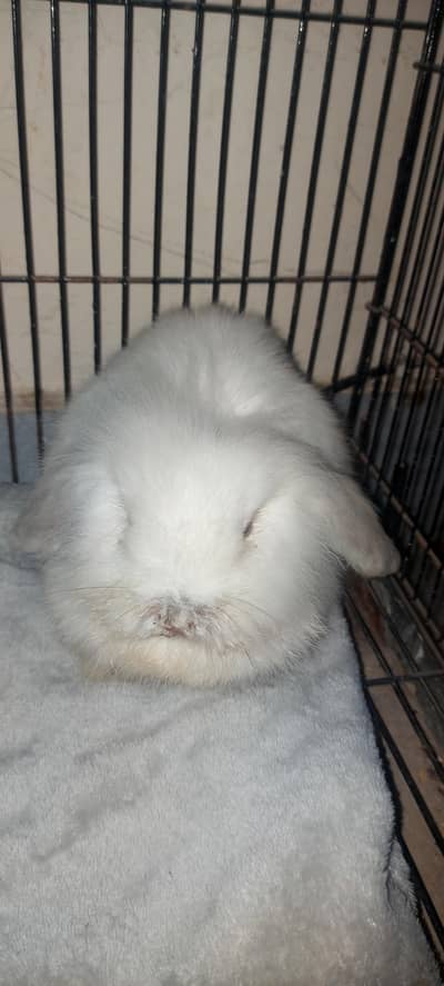 Holland Loop Rabbit Bunny