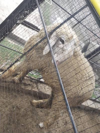 pure mundri path for sale