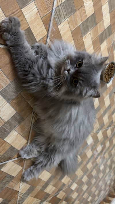 Grey Persian Male Cart for Sale- Triple coated- 18 Months Old