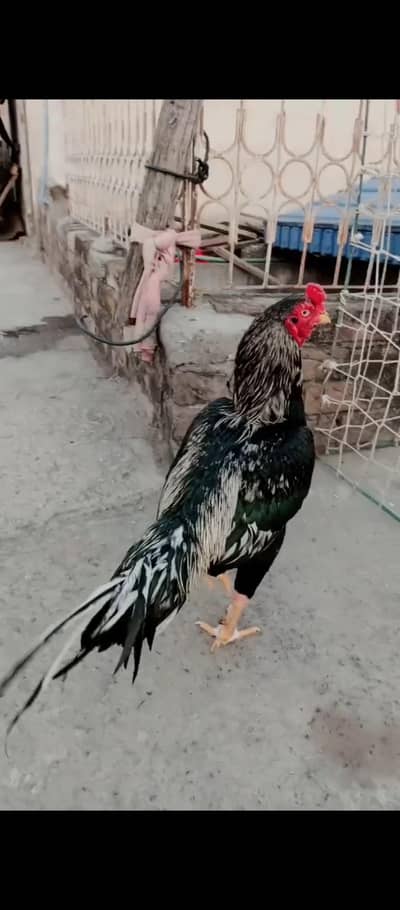 Aseel Mianwali Kala Sawa