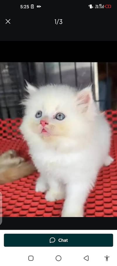 Persian cat for sale male or female my WhatsApp 0307==93==30==944
