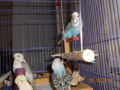 Australian budgie bajri chick's Phatay pair & Red Pied Dove