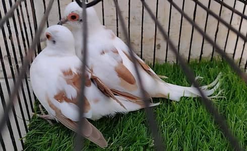Australian budgie bajri chick's Phatay pair & Fawn Red Pied Dove