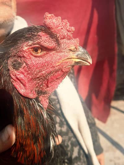 aseel thai murga for sale