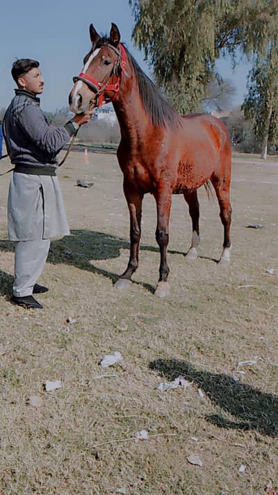 Tharowbreed horse