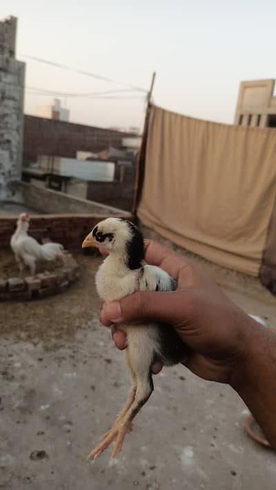Permoz + pure aseel Black n white lasani chicks heera pair ky chuzy