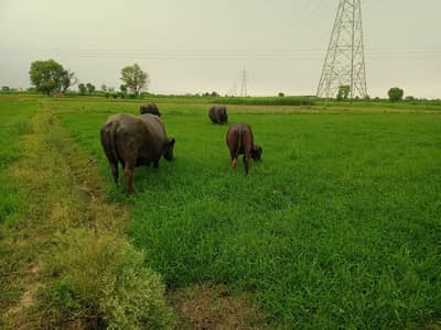 Dairy Farm Worker Required-Daska