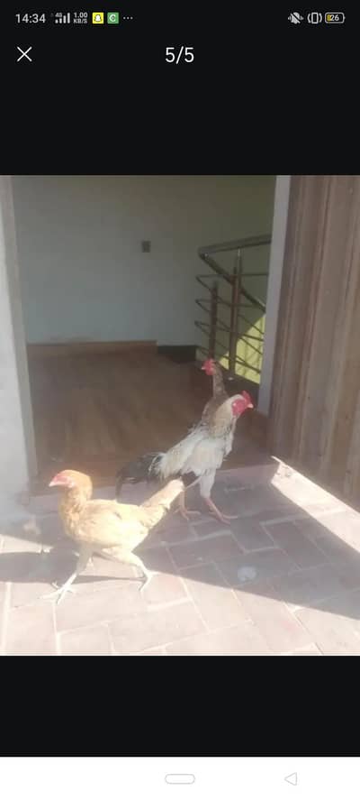 desi murghiya / aseel pairs