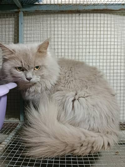 Male Persian Cat (Triple Coat) Golden, Doll Face, Call 0312,6878,904