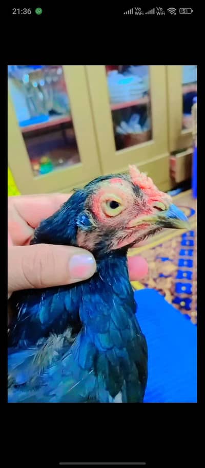 Zero Size Mushki Aseel