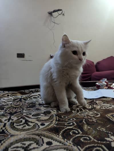 1 Persian white and 1 Persian brown cats kittens for sale