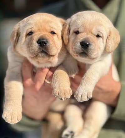 Labrador puppies 03111968618