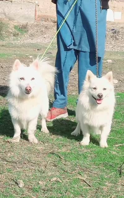 Russian  double coat pair 10 month for sale