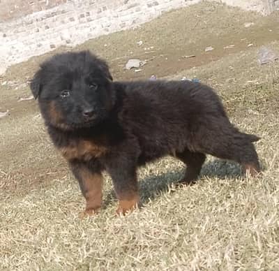 German Shepherd | black n tan Shepherd | gsd dog | puppy | puppies