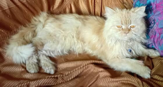 Persian Semi puch Face Cat with blet and basket