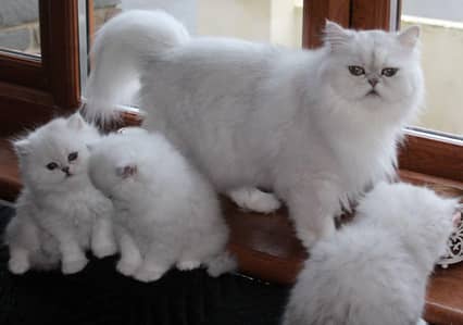 Persian kittens 03111968618