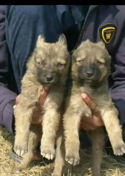 Alsatian bagiyadi full security dog piar for sale available