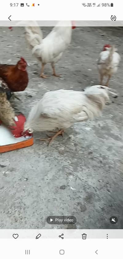 pure desi Ghar KY  3000 pr piece