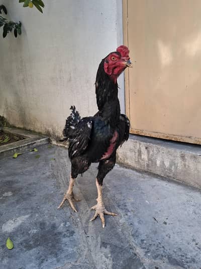 Panas Pakoya Super Locker